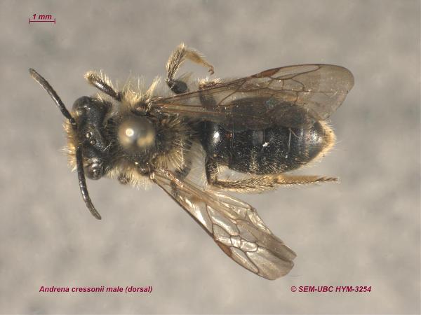 Photo of Andrena cressonii by Spencer Entomological Museum